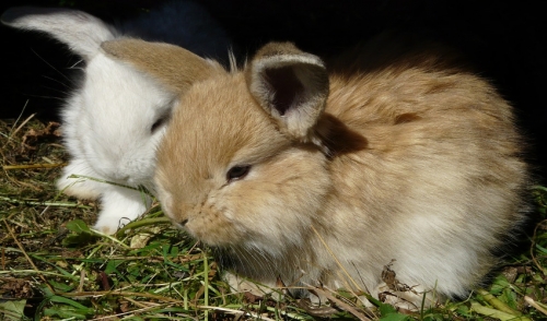 Litter Box Training Tips For Rabbits Champion Feed Pet Supply Delaware Oh 43015