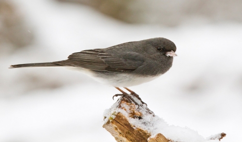 Winter Birds to Watch for and How to Attract Them