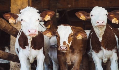 Winter Livestock Management