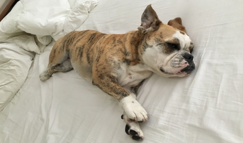 Things You Should Know About Sleeping With Your Pet