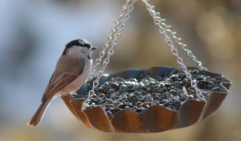 10-best-bird-feeding-tips-louisiana-nursery