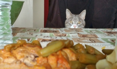 Obesity In Your Pets And How To Maintain It