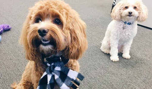 Pets In The Workplace
