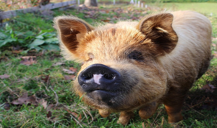 Tips for Raising Pigs in Your Backyard Hall's Feed & Seed