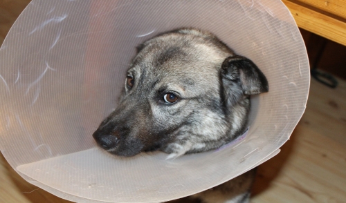 Preparing and Dealing With Pet Surgeries