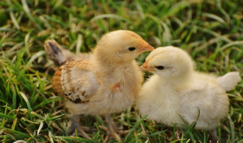 Tips to Keep Chicks Entertained