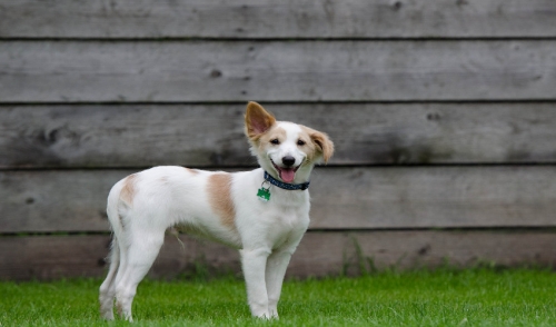 Why You Should Adopt From Your Local Animal Shelter