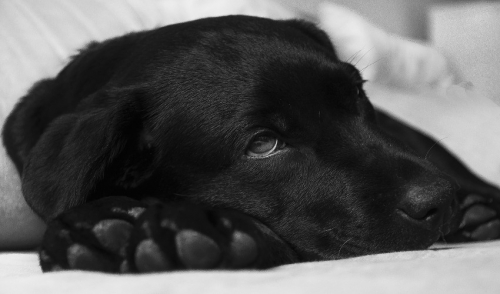 Top 10 Dog Poisons