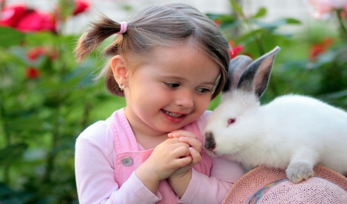 Why A Rabbit Is The Perfect Pet For The Family Affordable Pet Center Inc Northampton Pa