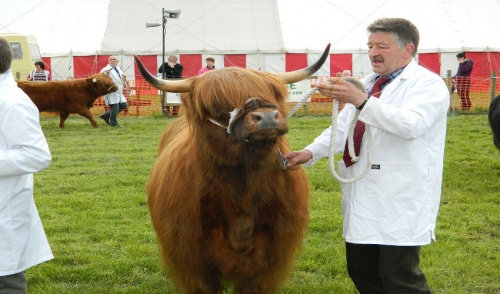 Show Season: Tips for Preparing Your Animals