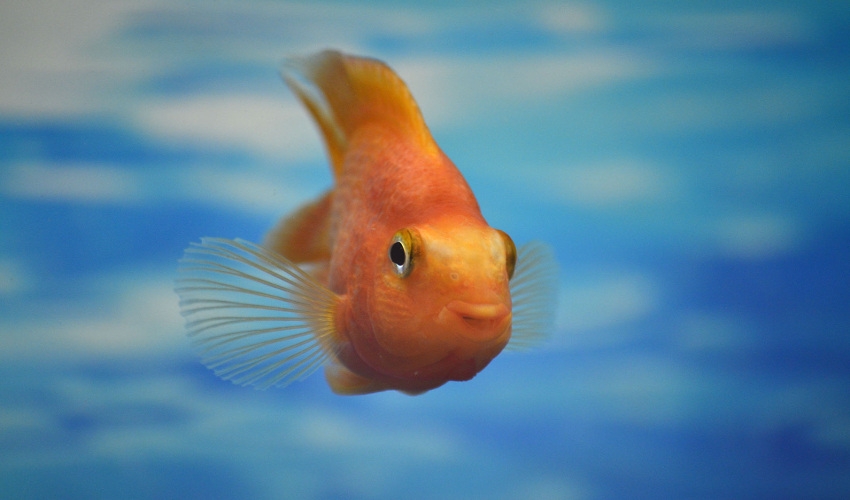 Why Do My Fish Keep Dying and How Can I Prevent It? | Soldan's Pet