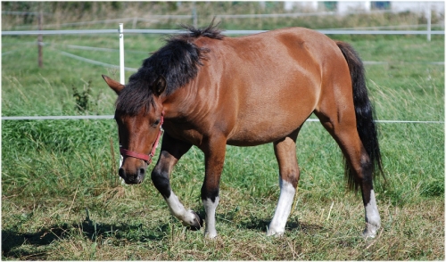 5 Steps To Stop Your Horse From Pawing Rainey S Feed Hardware