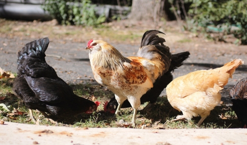 Starting Your Flock
