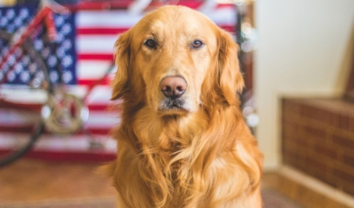 Friendliest Dog Breeds for a Family Lifestyle