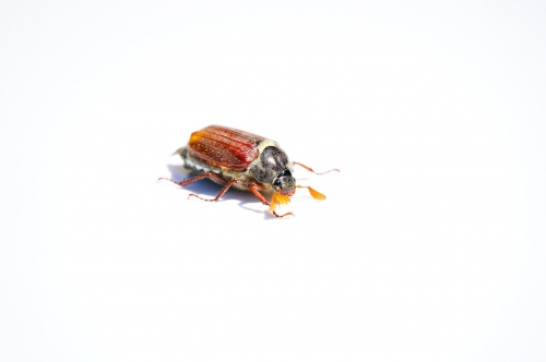 How To Manage Winter Pests