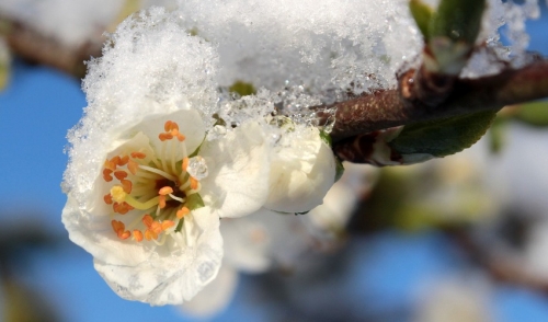Preparing Your Garden for Winter