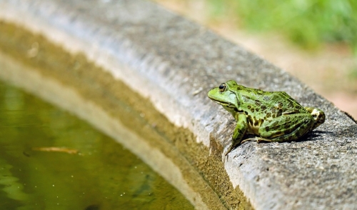 Tips To Close Your Pond For The Winter