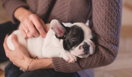 What to Expect When Your Dog is Expecting
