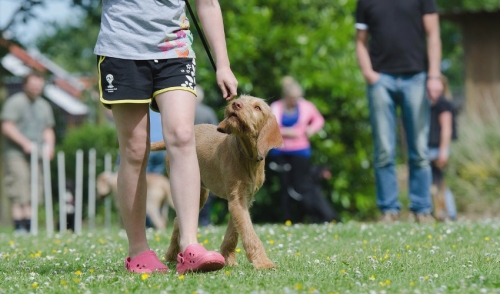 Why Should I Take My Dog To A Training Class?
