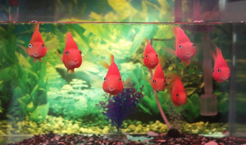Good Bacteria: The Benefits It Can Have on Your Fish | Kee's Aquarium