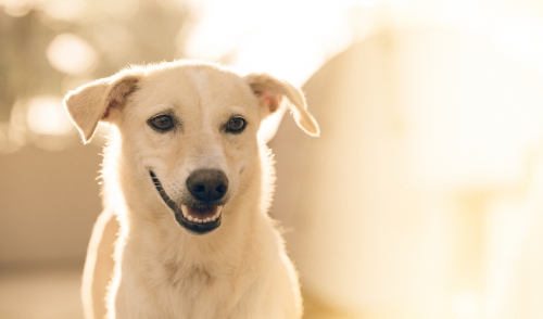 Clean Your Pet's Teeth at Home