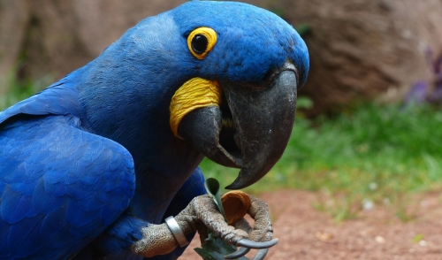 Parrot Beak Care 101 | Pet Depot