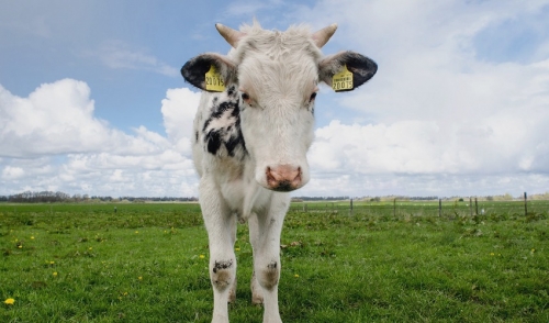 Creep Feeding Your Calves
