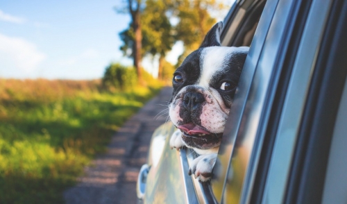 Essential Tips For Flying With Your Dog