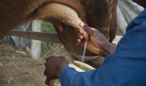 Four Basic Steps To Milking A Cow By Hand Powell Feed Milling Co Arkansas