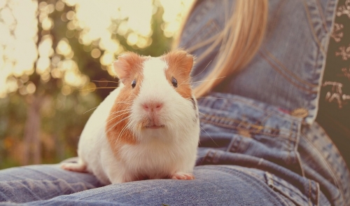 guinea pig care