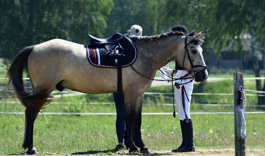 Differences Between English And Western Saddles Country Corner Feed differences-between-english-and-western-saddles-country-corner-feed