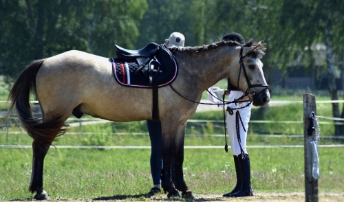 Differences Between English And Western Saddles Douglas Feed