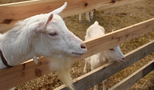 How To Raise Goats On Your Small Farm Florida Farm Feed Inc