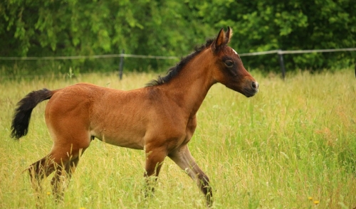 Effectively Creep Feeding Your Foals