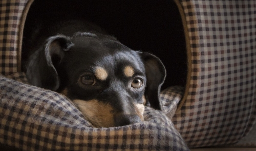 Getting Your Pet Acquainted To A New Home