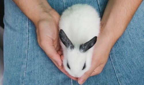Picking Up Your Rabbit