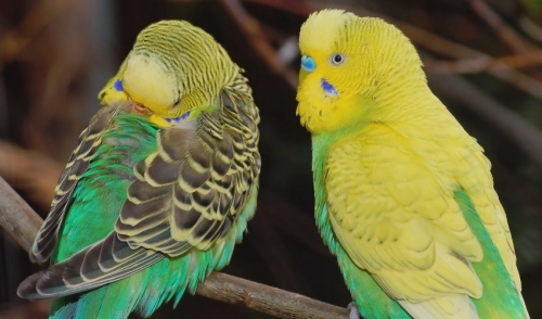 Pros And Cons Of Clipping Your Bird's Wings | Affordable ...