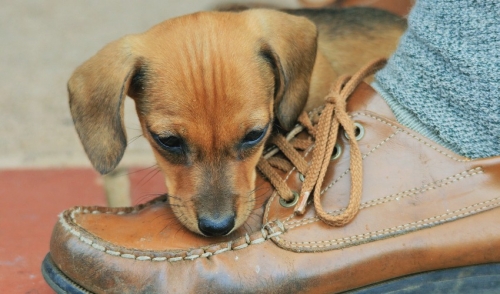 Stop Your Dog From Chewing Things Up