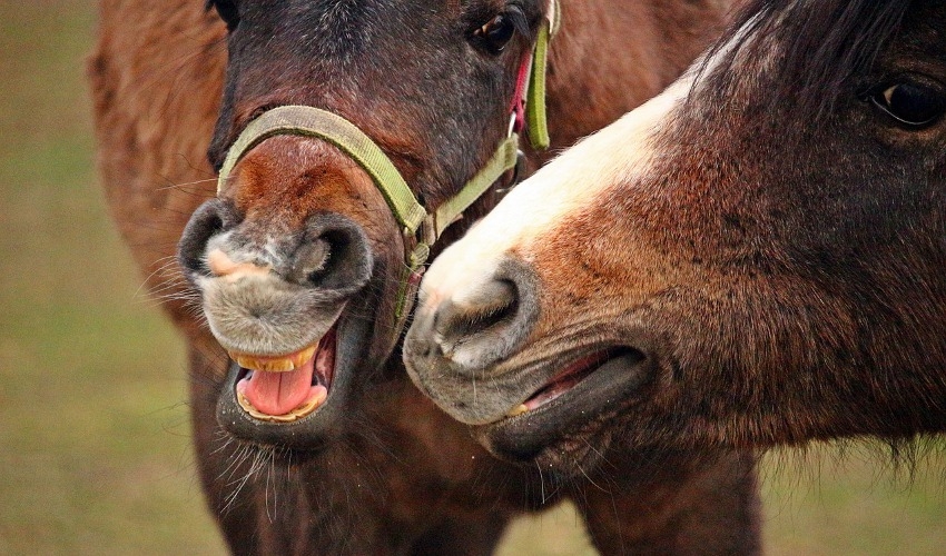 That’s Not Hay! Three Ways To Stop A Horse From Chewing Tails Douglas