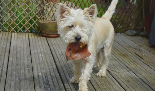 Things To Consider When Buying Dog Treats