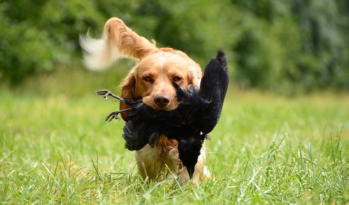 Tips For Feeding Your Hunting Dog