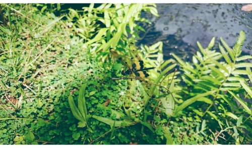Tips For Spring Weed Killing