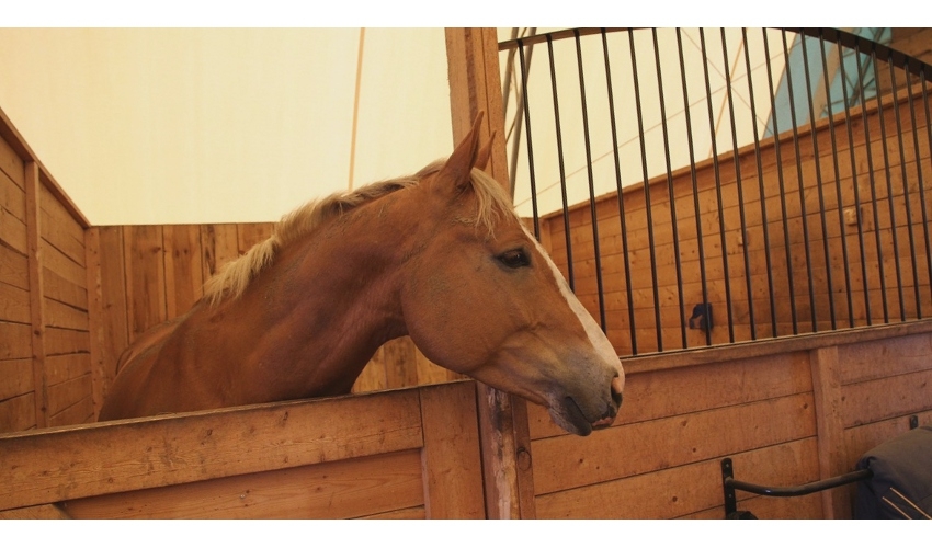 Trying to Stop Your Horse from Stall Walking Chastant brothers, Inc