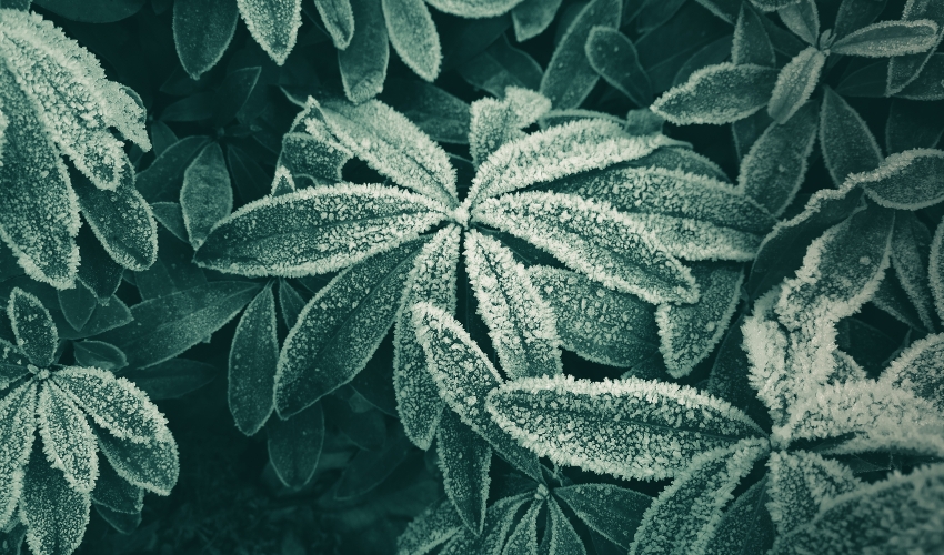 How To Revive Damaged Plants From Cold Temperatures East River 
