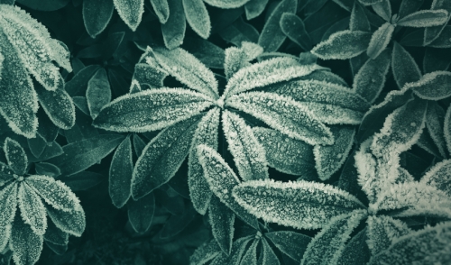 How to Revive Damaged Plants From Cold Temperatures