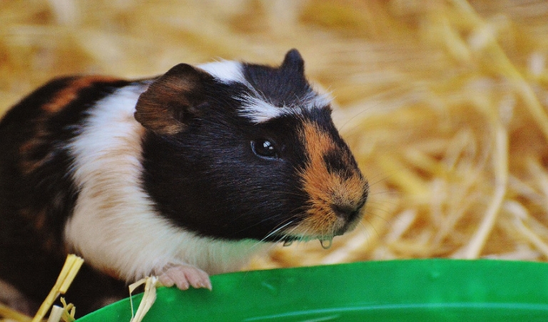 How Much Are Guinea Pigs Supposed To Weigh - Guinea pig weights can vary from 900 to 1,200 grams for males and 700 to 900 grams for females, according to the book “ferrets, rabbits and rodents clinical medicine and surgery.” your best tool to use in determining your guinea pig’s weight status is a gram scale.