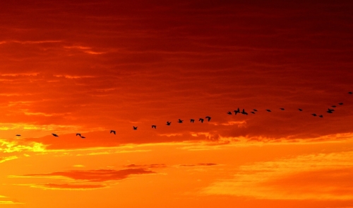 Bird Migration Schedule