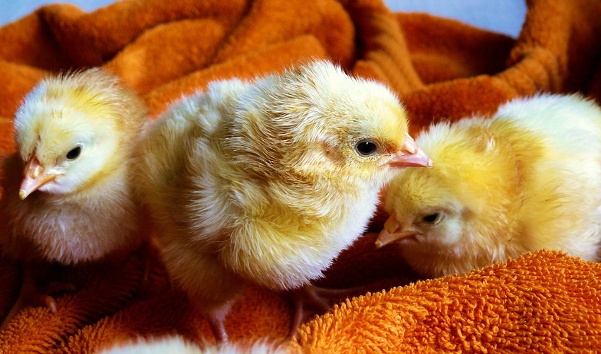 Cleaning Your Chicks Clyde's Feed & Animal Center Hamburg, NY