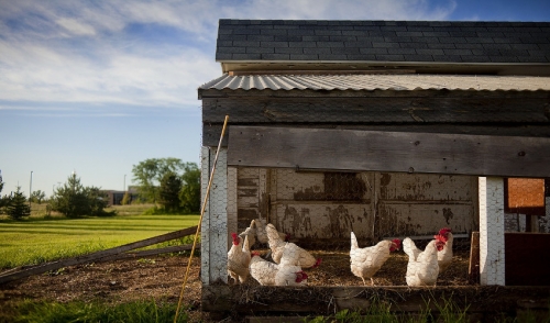 The Importance Of A Chicken Coop Talmage Farm Agway