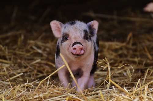 Caring for Piglets
